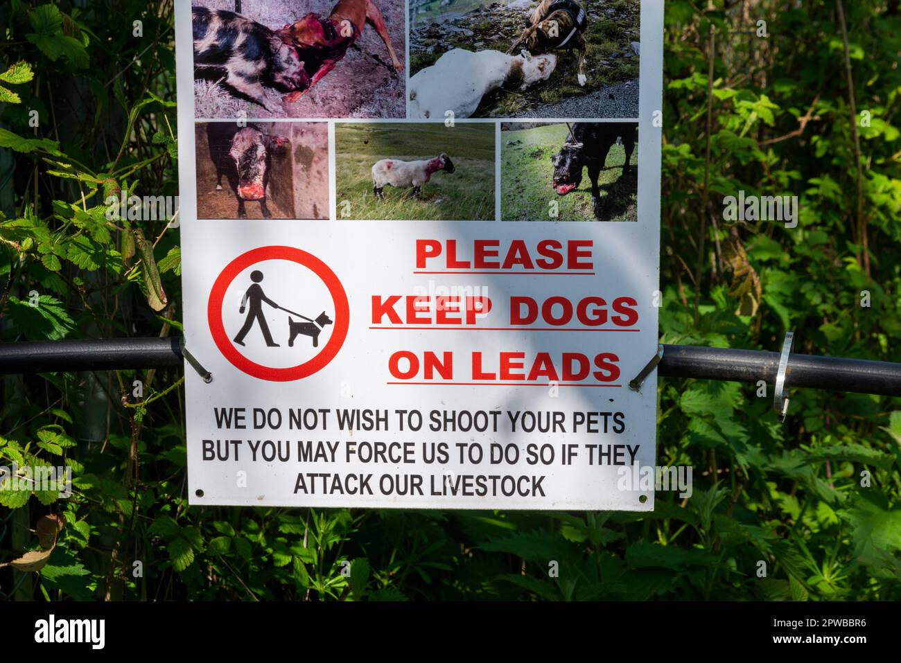 Hinweis am Tor zum öffentlichen Fußweg Warnung, dass Hunde zum Schutz der Tiere auf Blei gehalten werden müssen. Drohung, Haustiere zu erschießen, wenn sie dazu gezwungen werden. Grafik Stockfoto