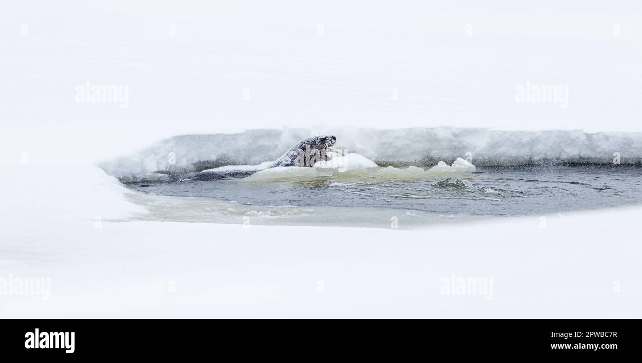 Otterfütterung in einem kleinen belüfteten Fischteich im Norden von Wisconsin. Stockfoto