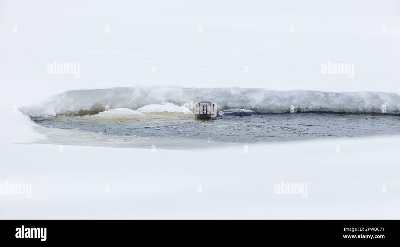 Otterfütterung in einem kleinen belüfteten Fischteich im Norden von Wisconsin. Stockfoto