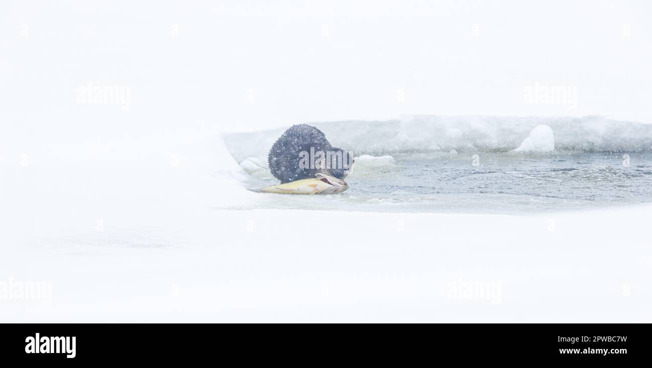 Otterfütterung in einem kleinen belüfteten Fischteich im Norden von Wisconsin. Stockfoto