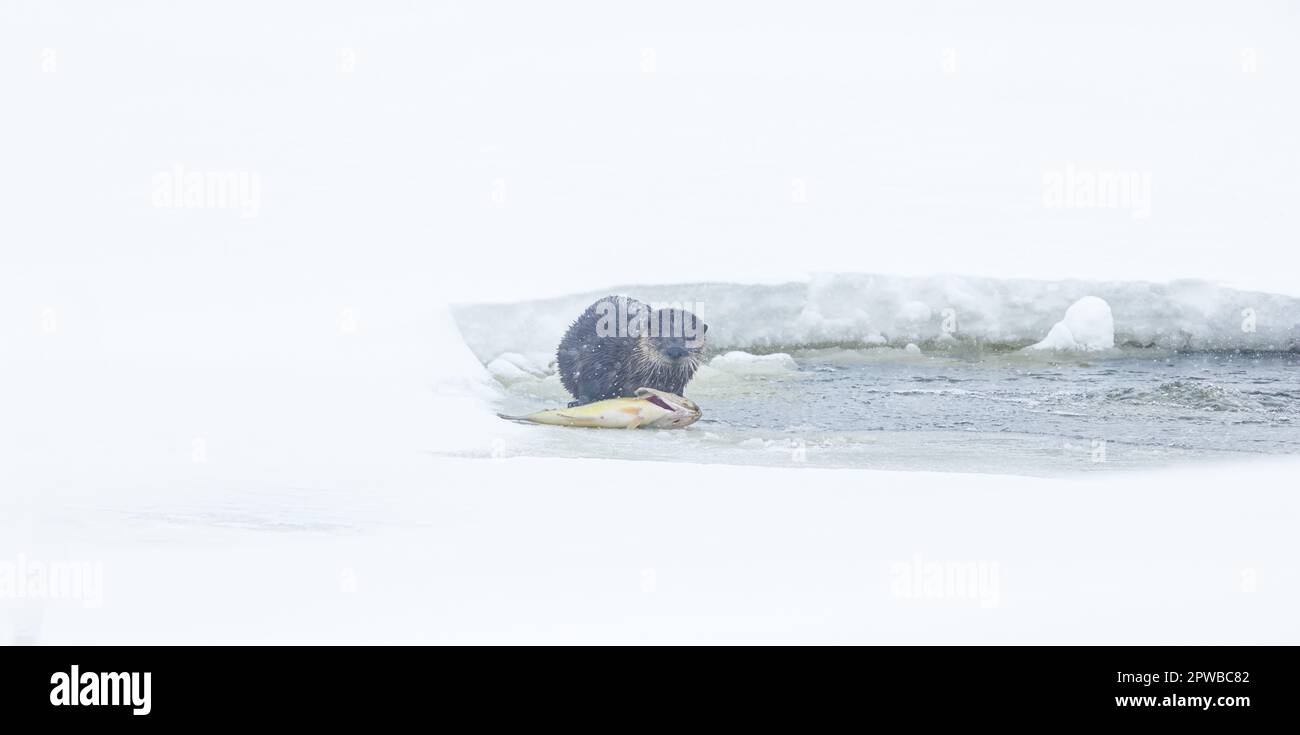 Otterfütterung in einem kleinen belüfteten Fischteich im Norden von Wisconsin. Stockfoto