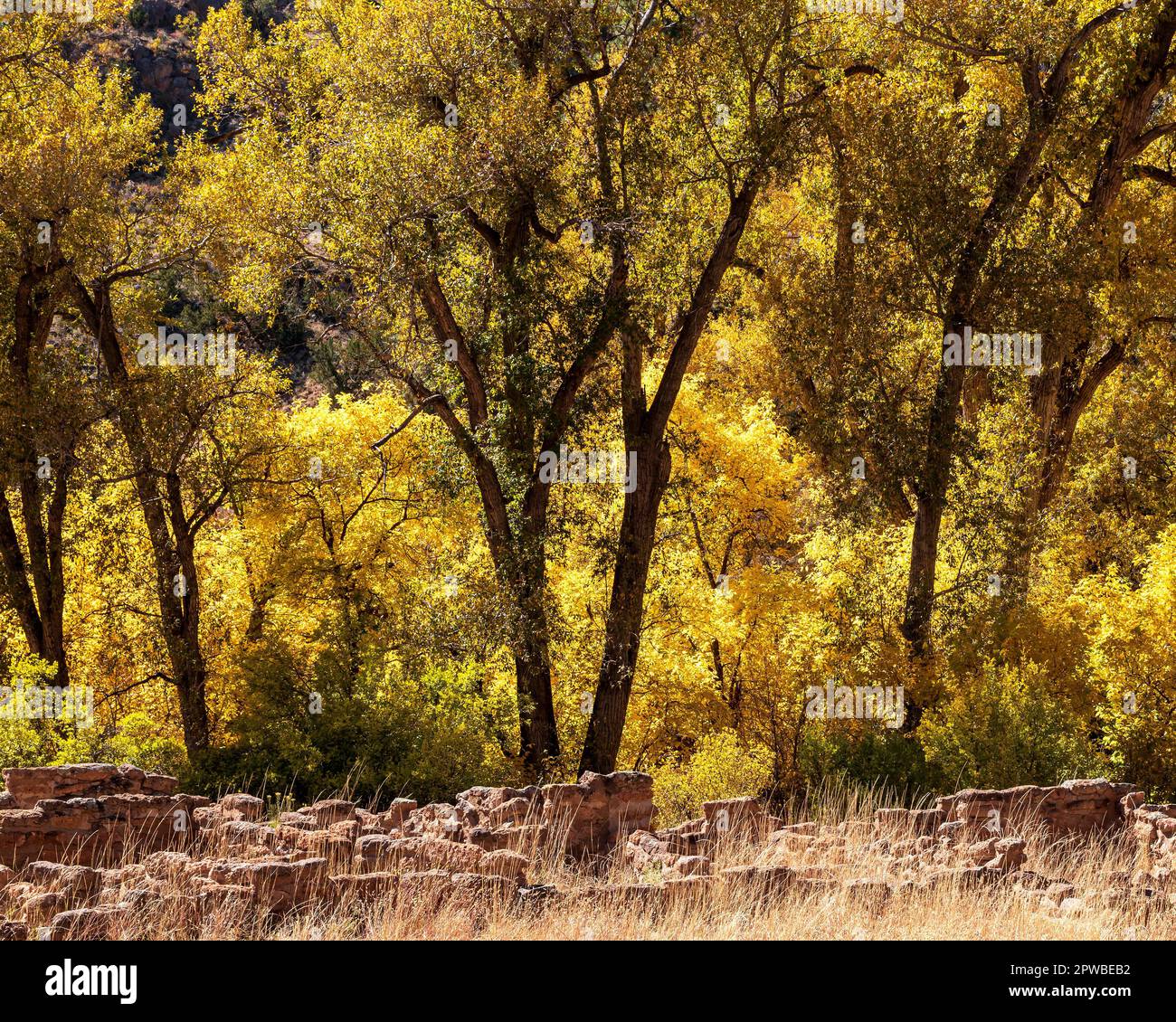 Horizontales Bild von herbstgelben Cottonwood-Bäumen am Bandelier National Monument in der Nähe von Santa Fe, New Mexico, mit alten Pueblo-Ruinen. Stockfoto