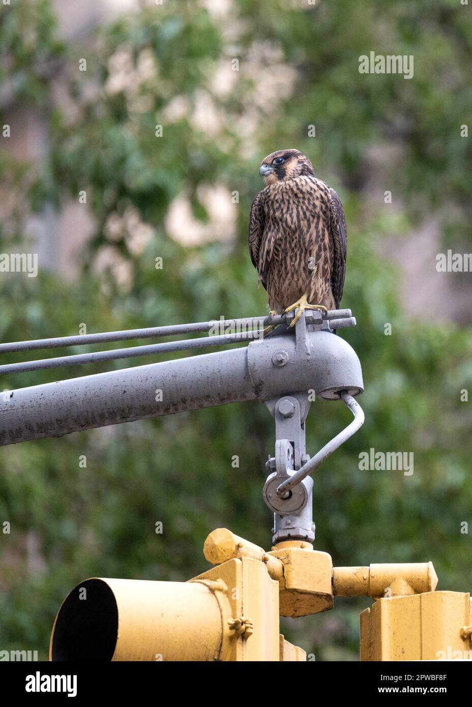 Der junge Peregrine Falcon auf einer Ampel in New York City Stockfoto