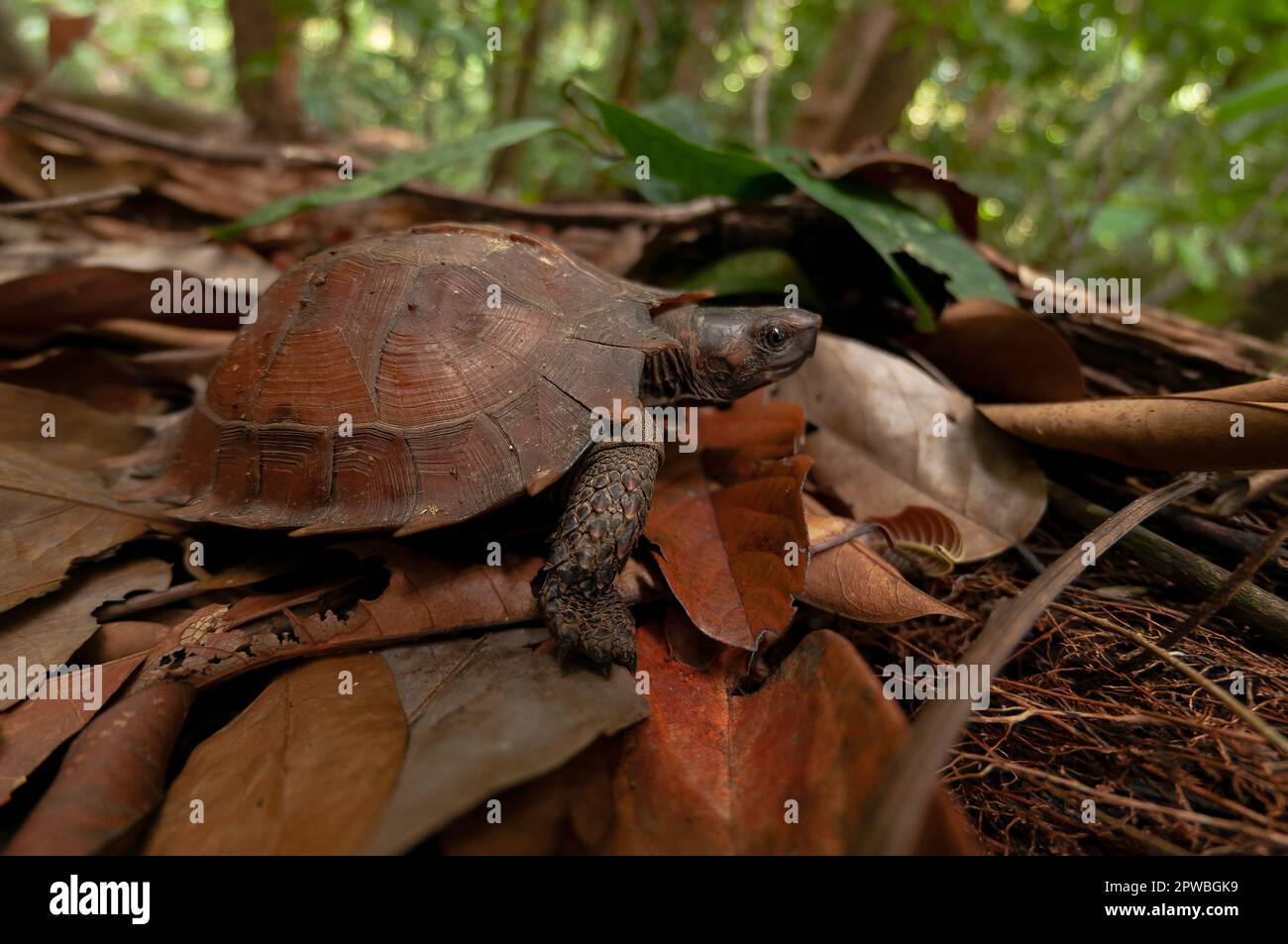 Eine vom Aussterben bedrohte Spiny Turtle im Sumatra Regenwald. Es handelt sich um eine Art, die von einer Übersammlung von Fleisch und traditioneller chinesischer Medizin bedroht ist. Stockfoto