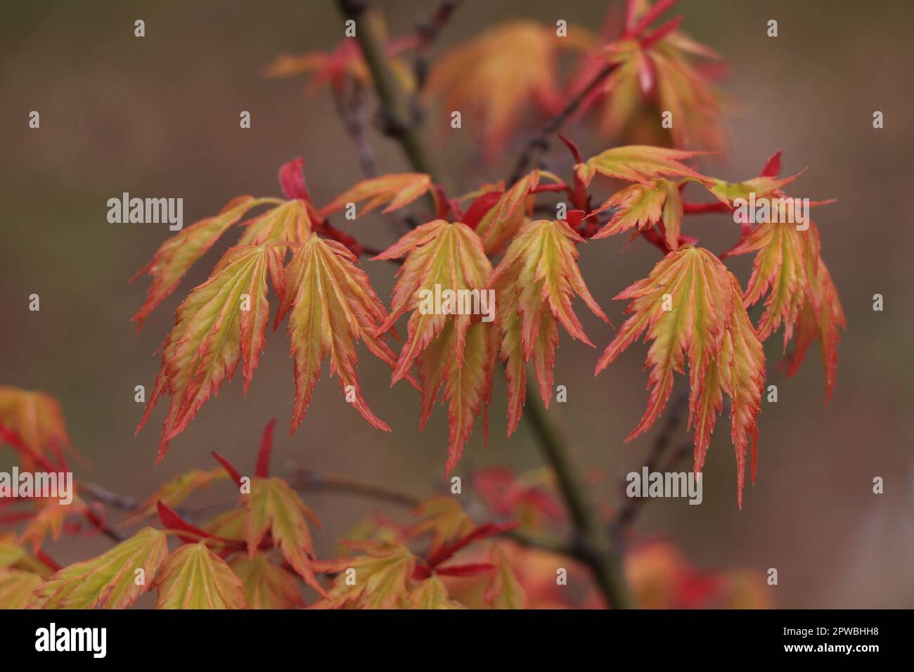 Äste mit Blättern auf Acer japonicum in der Natur Stockfoto