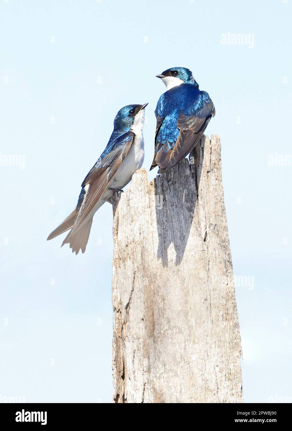 Schluckt Familie auf einem Kofferraum an einem sonnigen Tag, Montreal, Kanada Stockfoto
