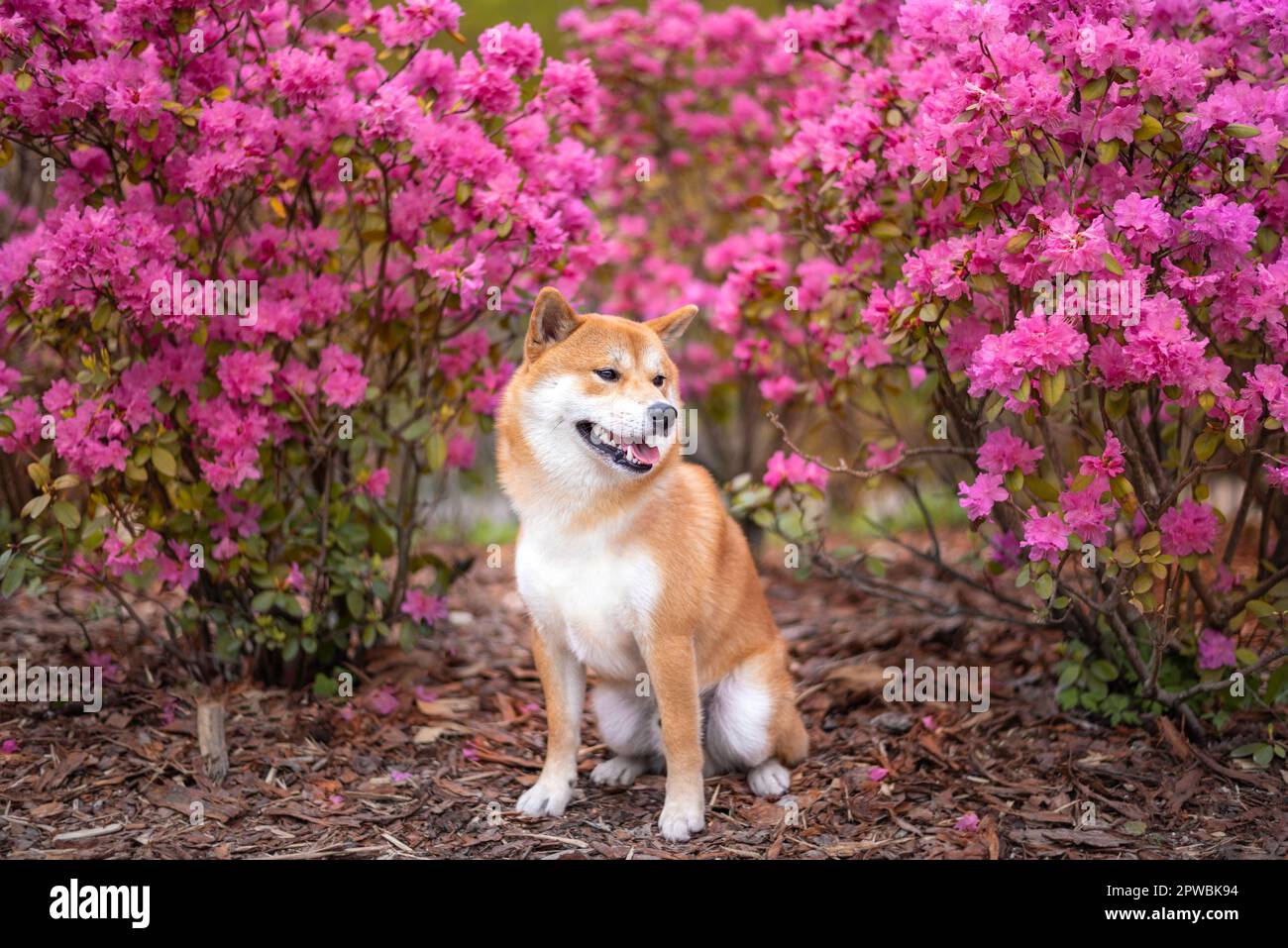 Roter Shiba inu männlicher Hund unter blühenden Azalea-Sträuchern Stockfoto