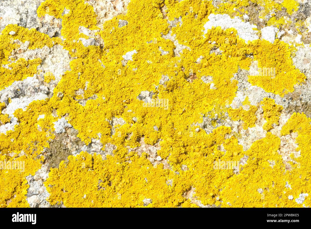Gelbes Moosflechten auf grauem Stein. Gelbgraues abstraktes Hintergrundbild. Selektiver Fokus. Stockfoto
