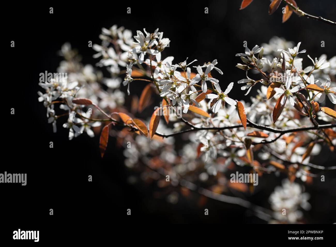 Nahaufnahme der zarten weißen Blumen der Felsenbirne (Amelanchier Lamarckii), die vor einem dunklen Hintergrund wachsen. Die jungen Blätter sind leicht rot. Stockfoto