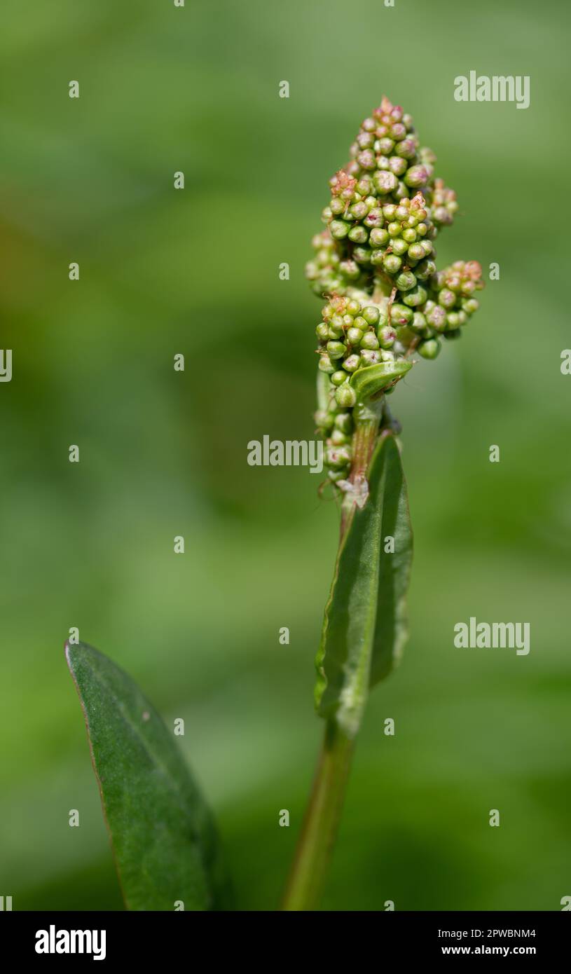 Nahaufnahme von Sorrel (Rumex acetosa), die im Frühling gerade damit begonnen hat, Knospen zu bilden. Die Pflanze hat einen grünen Hintergrund. Stockfoto