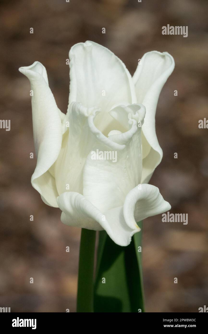 Weiße Tulpe, Porträt, Tulipa „White Liberstar“ Stockfoto
