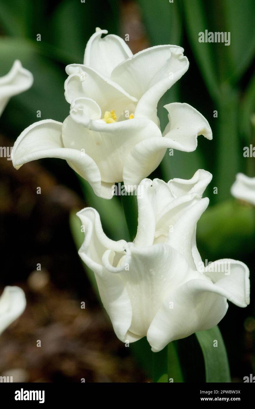 Coronet Tulip, Tulipa "White Liberstar", Weiß, Tulpe, Blume Stockfoto