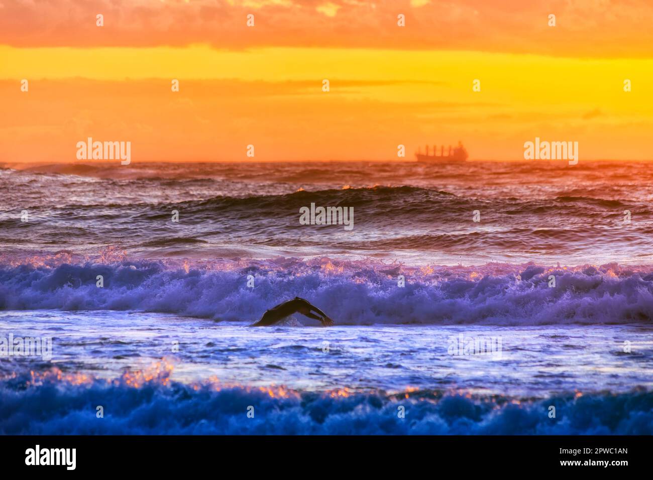 Aktiver Surfschwimmer am Caves Beach der Pazifikküste Australiens bei Sonnenaufgang für ein erfrischendes Bad. Stockfoto