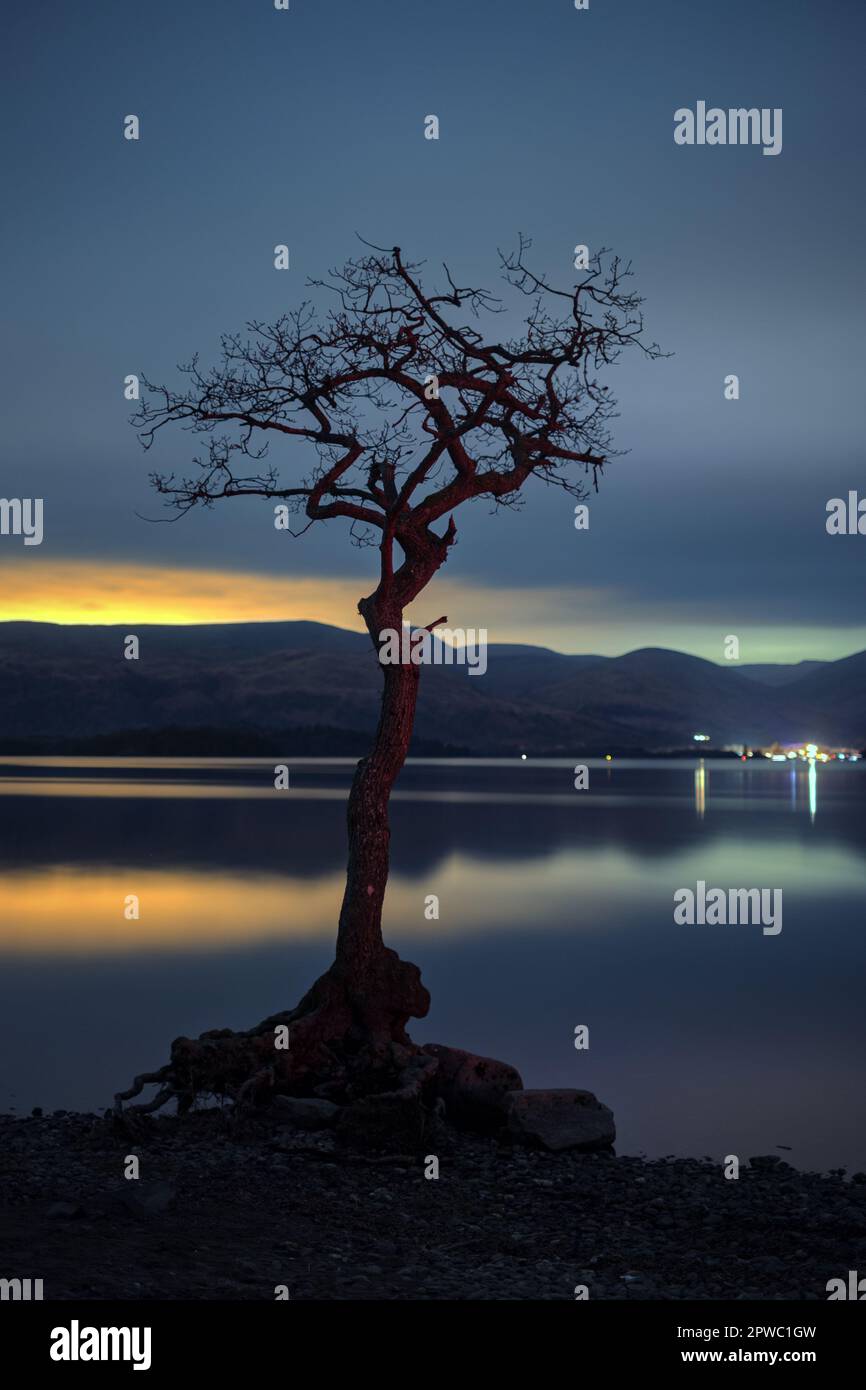 Ein einsamer Baum am Ufer eines Sees bei Nacht. Der Himmel erleuchtet von der untergehenden Sonne. Loch Lomond, Schottische Highlands, Schottland Stockfoto