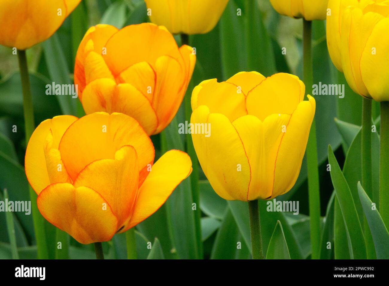 Gelb, Kultivare Tulpe, Blumen Stockfoto