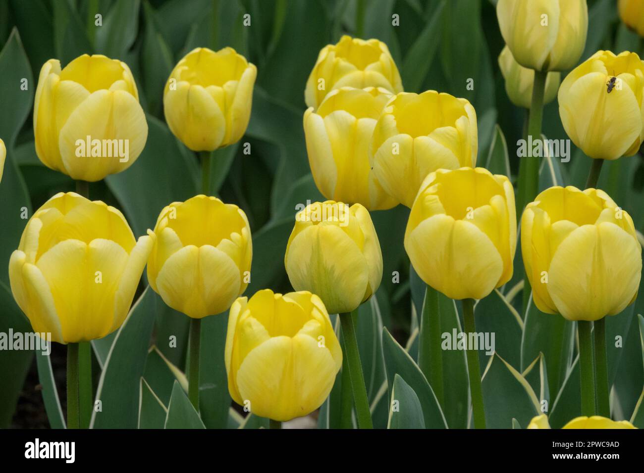 April, Blooming, Tulpen, Tulipa „Cream Cocktail“ Stockfoto
