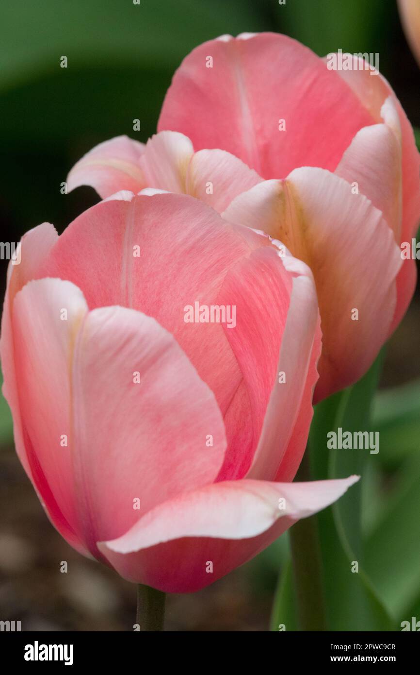 Tulipa "Lachs Impression" Darwin Tulip Stockfoto