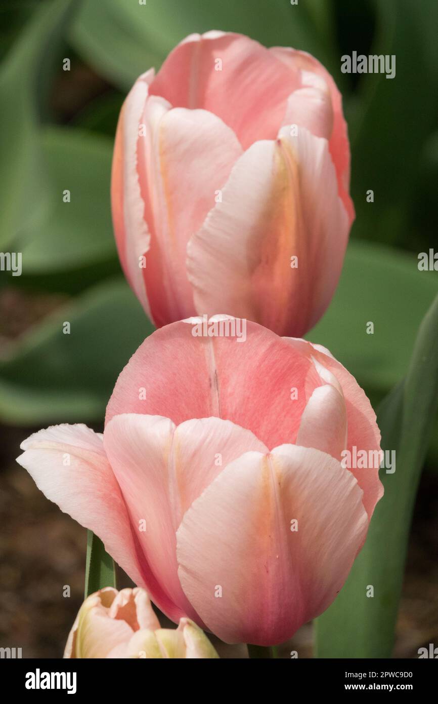 Tulip "Lachs Impression" Tulipa, Darwin Tulip Group, Kultivar Tulips Stockfoto
