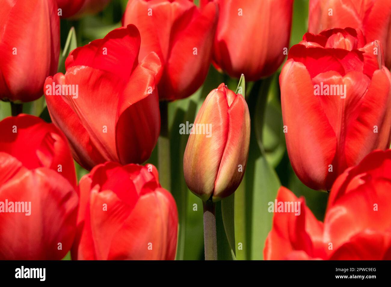 Red Tulips Darwin Hybrid, Tulip Bud Tulipa „Red Impression“ Stockfoto