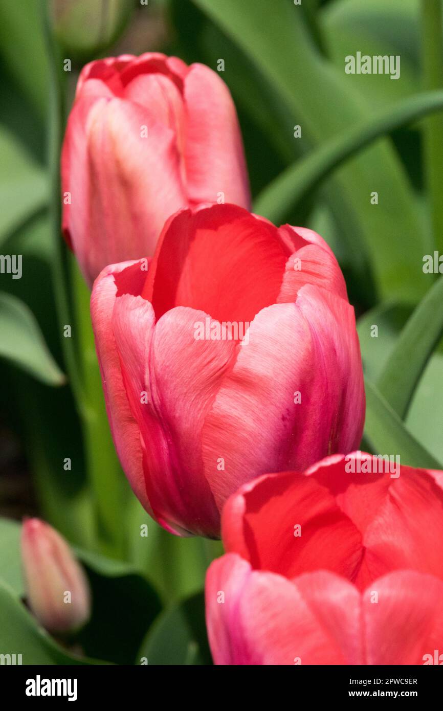 April, Pink, Blume, Tulpe, Pink Impression, Tulipa, Bloom, Tulipa „Pink Impression“ Stockfoto