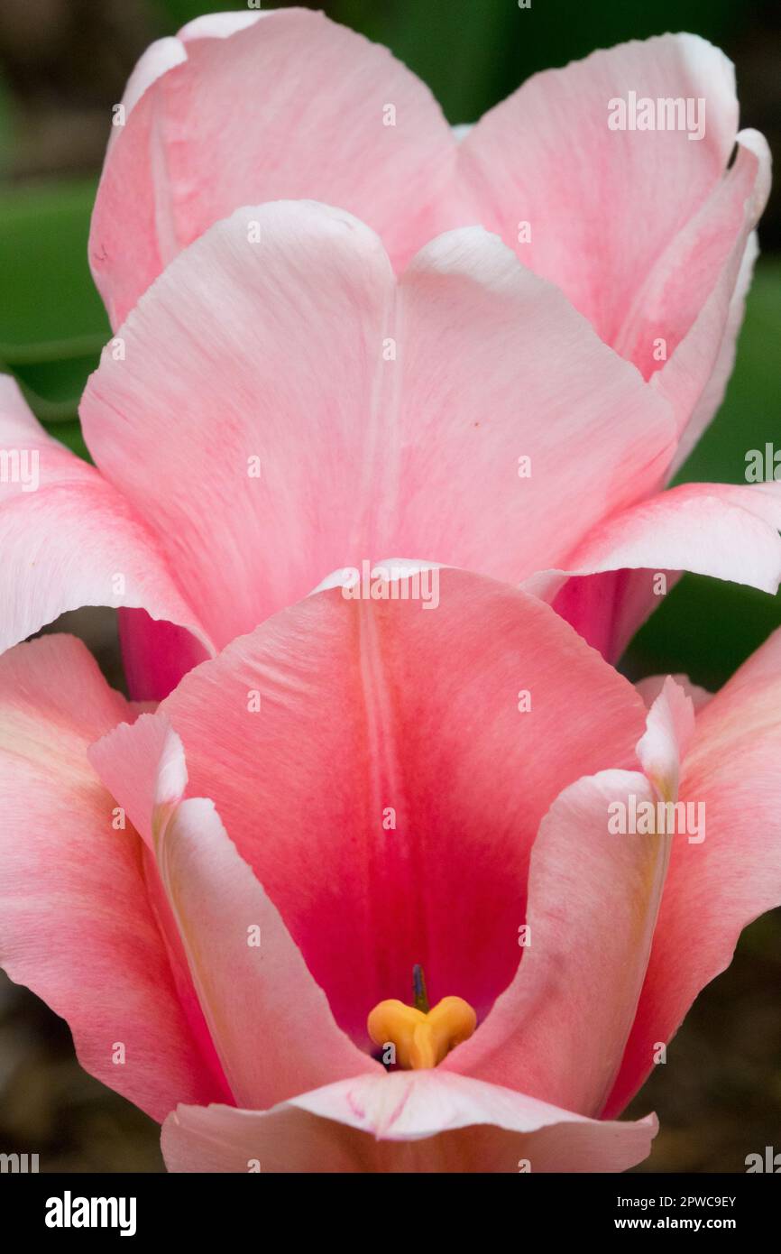 Tulipa „Apricot Impression“ Stockfoto