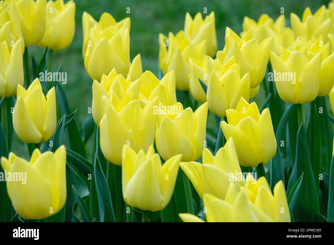 Triumph Tulpe, Gelbe Tulpen, Tulipa „Freundschaft“ Stockfoto