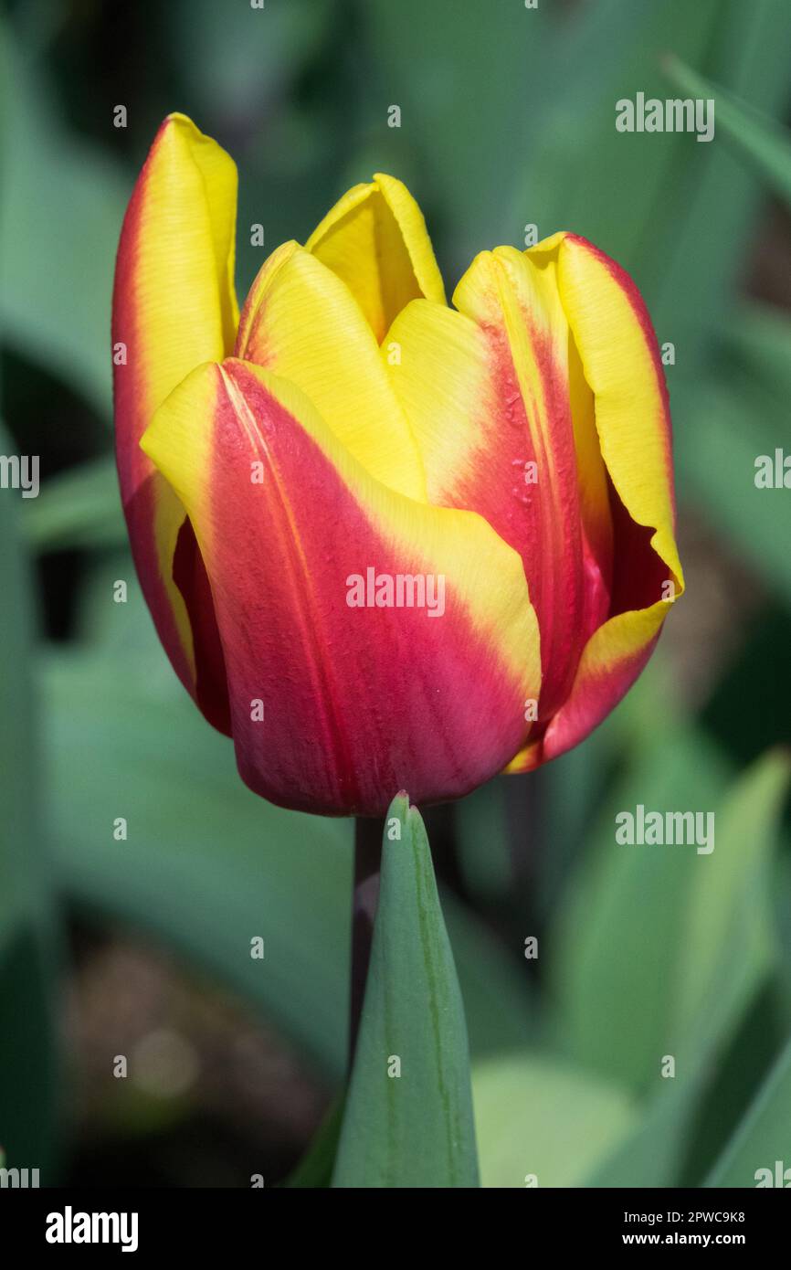 Tulipa 'Jan Seignette', Tulip Triumph Portrait, Blume Stockfoto