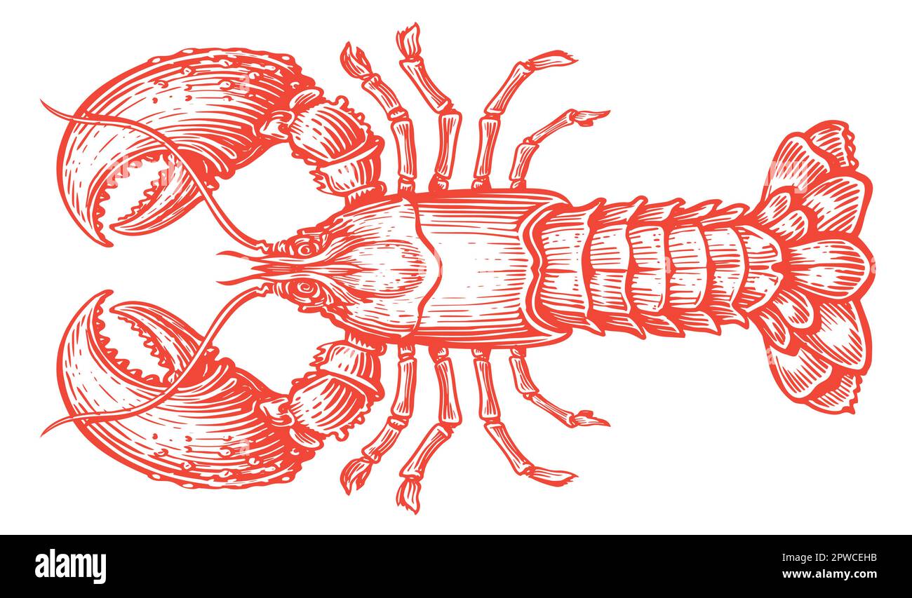 Flusskrebse isoliert auf weißem Hintergrund. Handgezeichnete rote Krebse, Hummerskizze. Meeresfrüchte-Vektordarstellung Stock Vektor