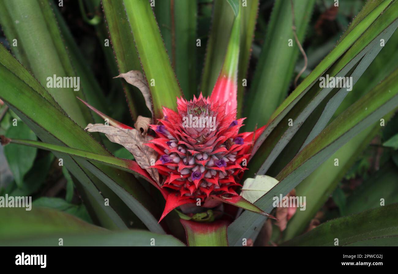 Blick aus einem hohen Winkel auf eine rötliche Ananasblüte mit individuell blühenden lila Blüten Stockfoto