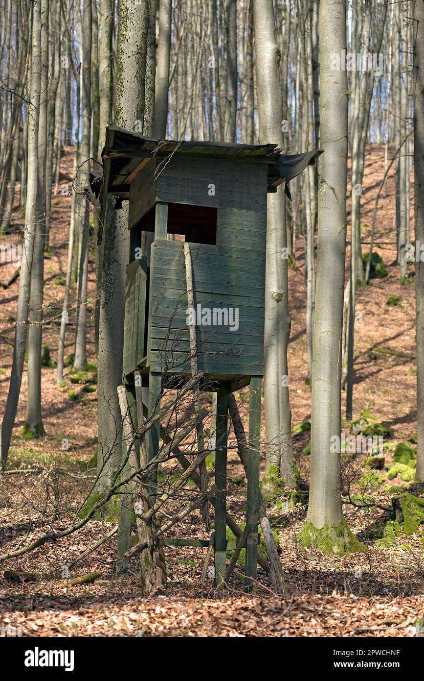 Der Jäger ist hoch in einem Buchenwald (Fagus), Franken, Bayern, Deutschland Stockfoto Der Jäger ist hoch in einem Buchenwald (Fagus), Franken, Bayern, Deutschland Stockfoto