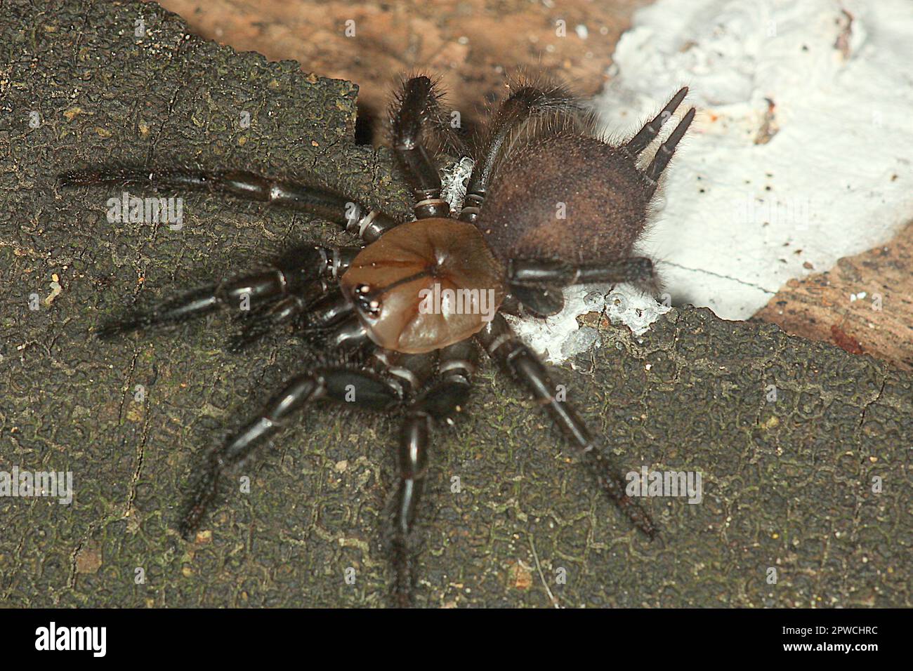 Tunnelwebspinne (Porrhothele Stockfoto