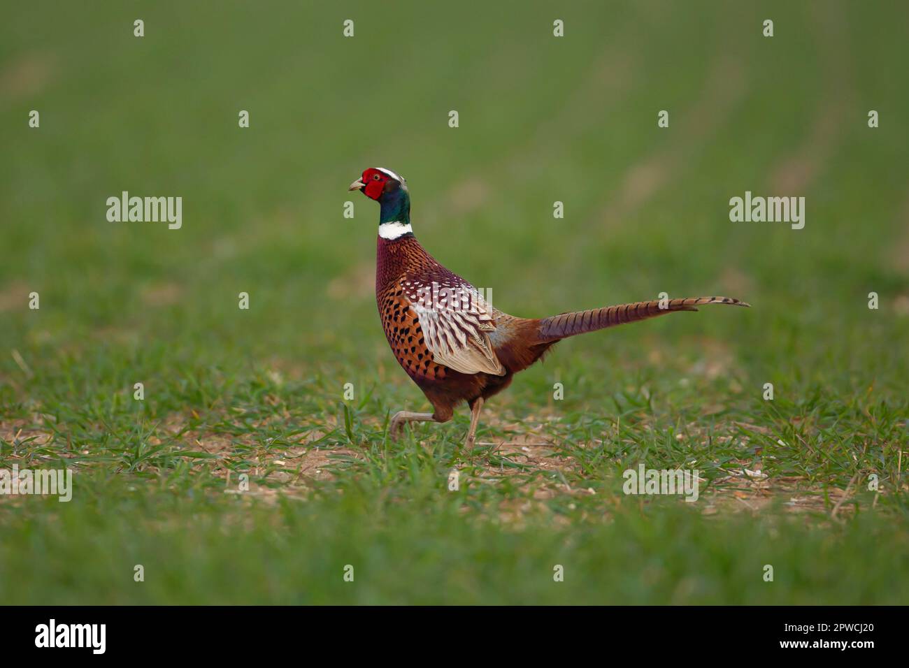 Ausgewachsener männlicher Fasan (Phasianus colchicus), der über ein Getreidefeld auf dem Ackerland in Suffolk, England, Vereinigtes Königreich läuft Stockfoto