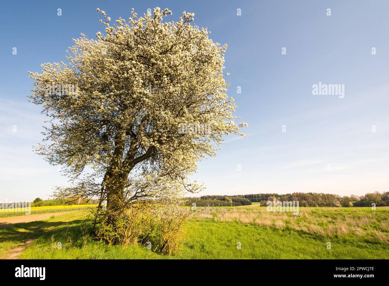 Landschaft mit einem blühenden Baum im Frühling Stockfoto