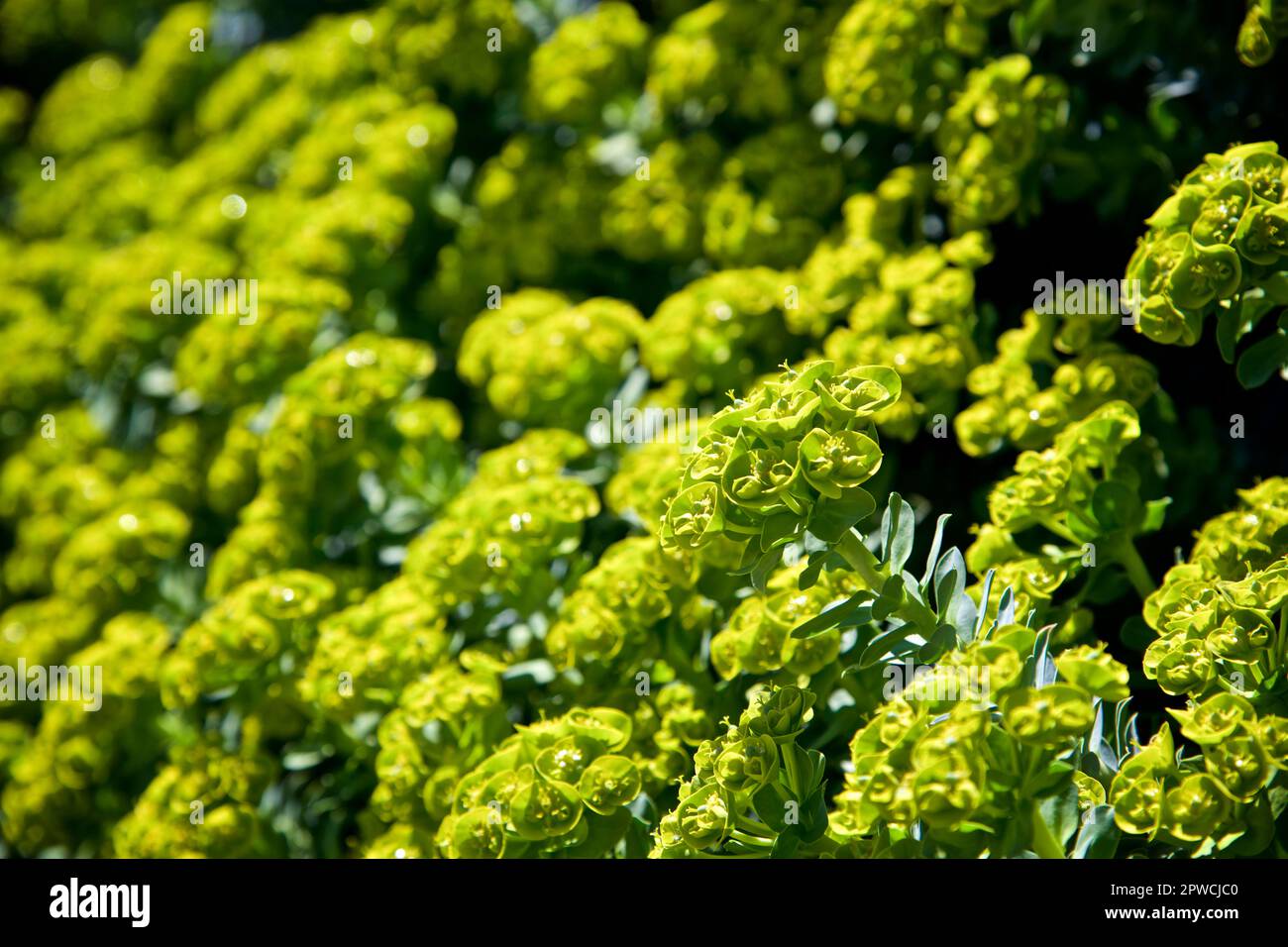 Grüne saftige Pflanzen blühen im Naturfeldgarten Stockfoto