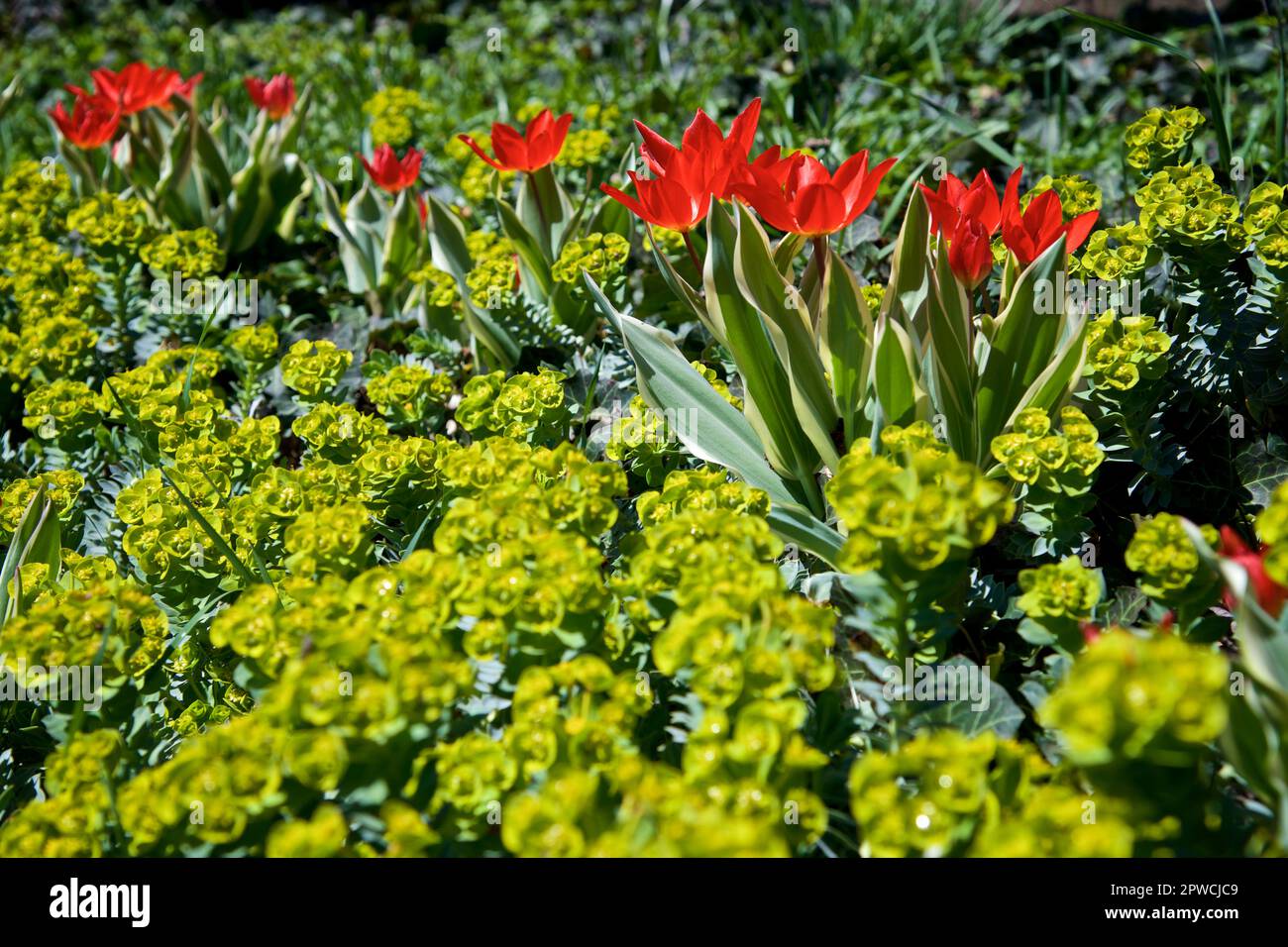 Rote Tulpenblumen blühen im Naturfeldgarten Stockfoto