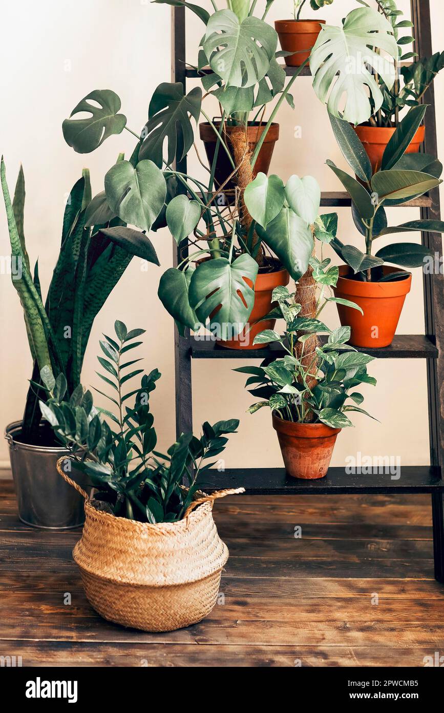 Verschiedene frische Pflanzen in Töpfen auf Leiter in der Nähe beige Wand in gemütlichen Raum zu Hause platziert Stockfoto