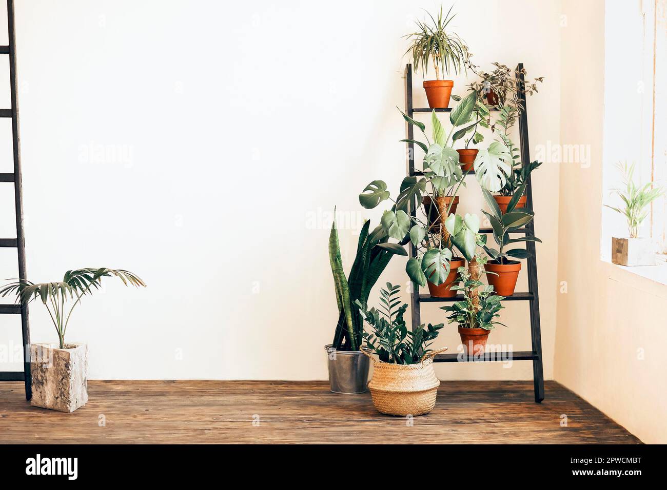 Verschiedene frische Pflanzen in Töpfen auf Leiter in der Nähe beige Wand in gemütlichen Raum zu Hause platziert Stockfoto