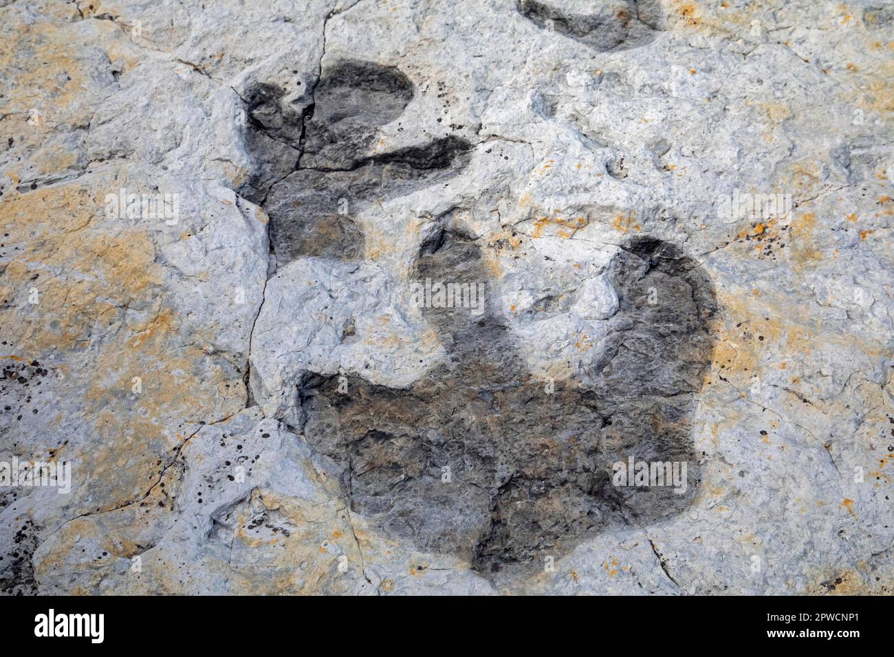 Morrison, Colorado, die Spuren eines Hadrosauriers (Entenschnabel-Dinosaurier) am Dinosaur Ridge. Besucher können Hunderte von Dinosaurierspuren entlang der sehen Stockfoto