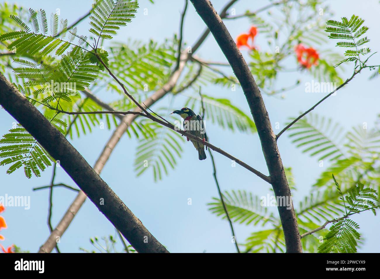 Kupferschmiede-Barbet auf den Zweigen ist ein heimischer Vogel aus Südasien Stockfoto