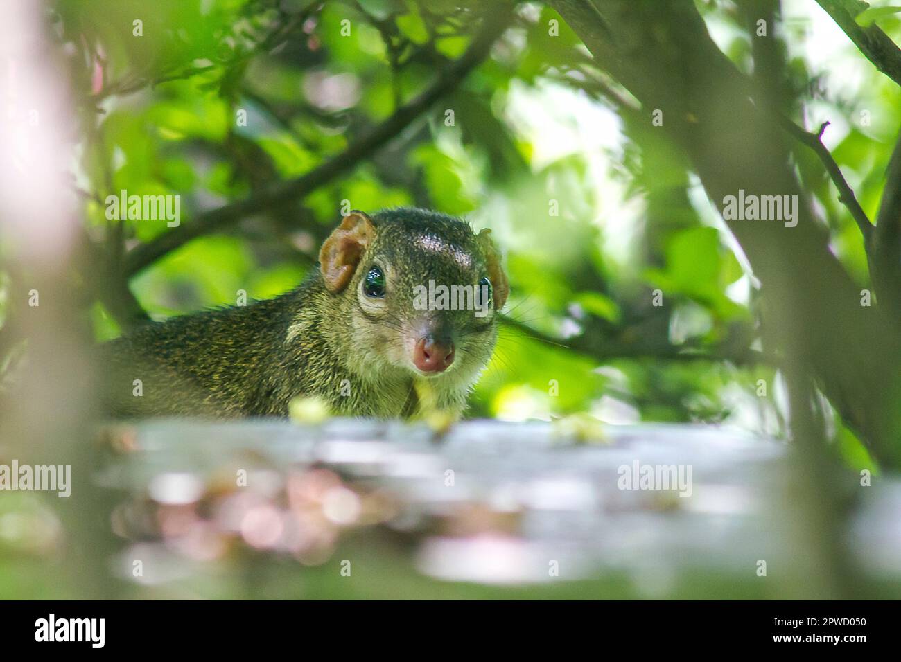 Treeshrew unter den Büschen, um vorsichtig zu sein Stockfoto