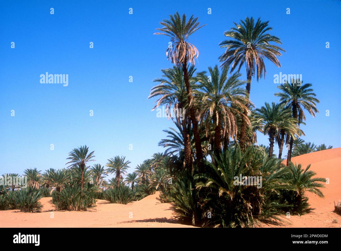 Oase in der Sahara, Südmarokko Stockfoto