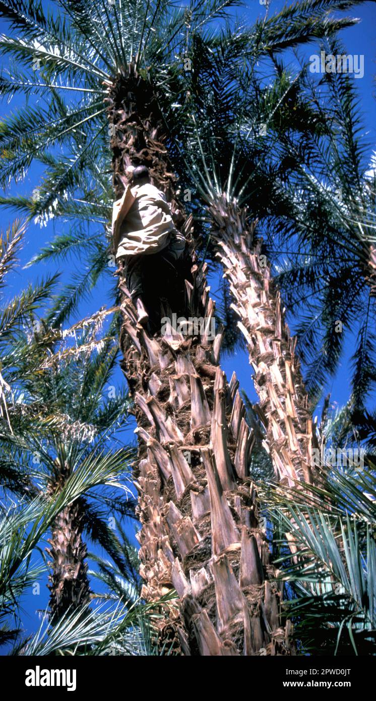 Professioneller Dattelbefruchter, der in Marokko auf eine Palme klettert Stockfoto