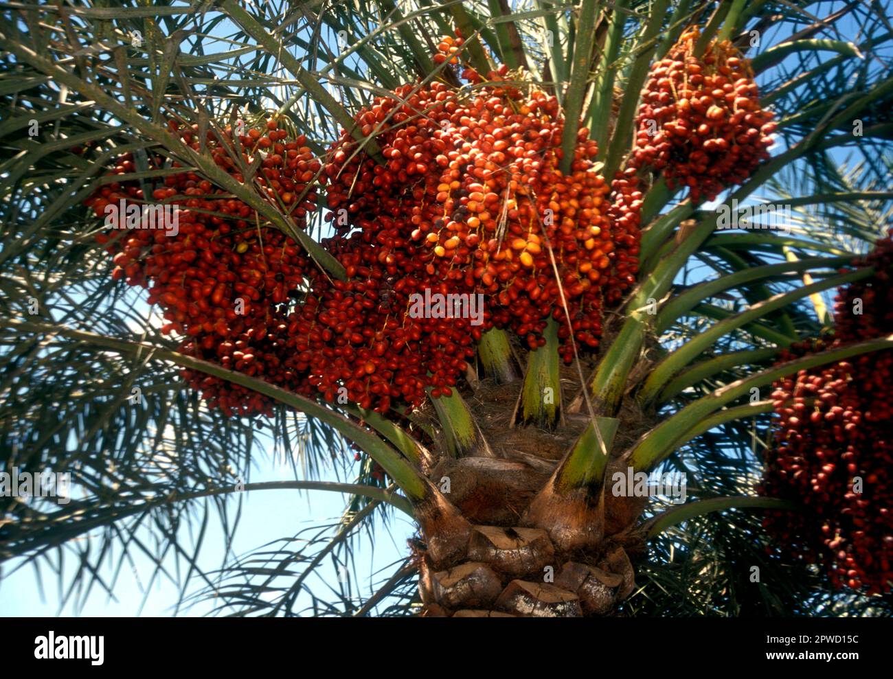 Reifedattelpalme in der Nizwa-Oase, Oman Stockfoto
