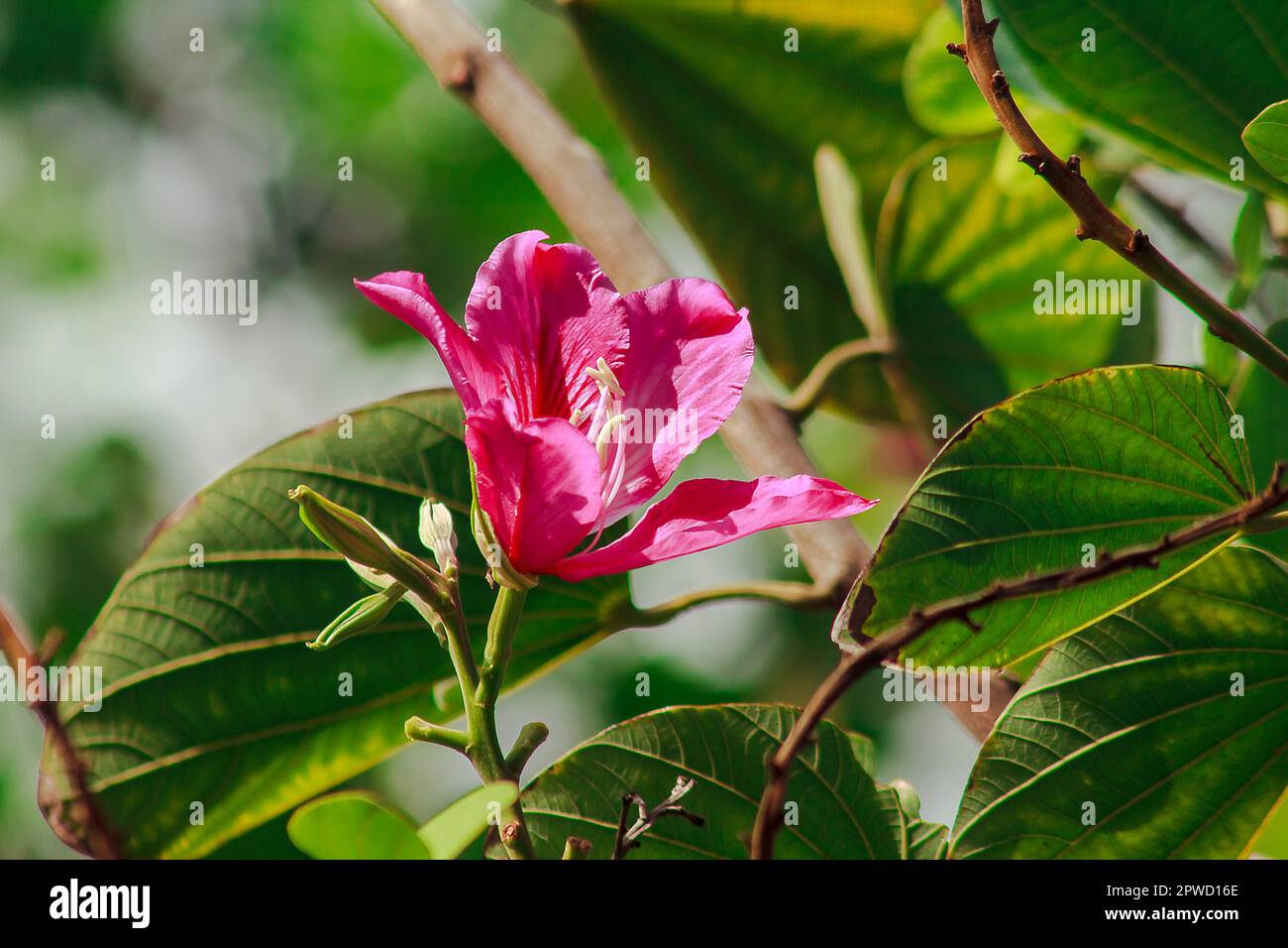 Bauhinia purpurea ist rosa in der Natur und blüht wunderschön. Stockfoto