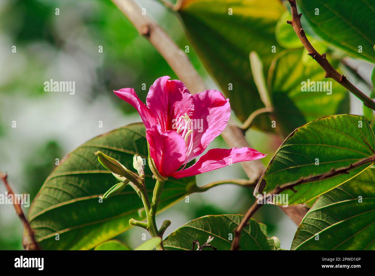 Bauhinia purpurea ist rosa in der Natur und blüht wunderschön. Stockfoto