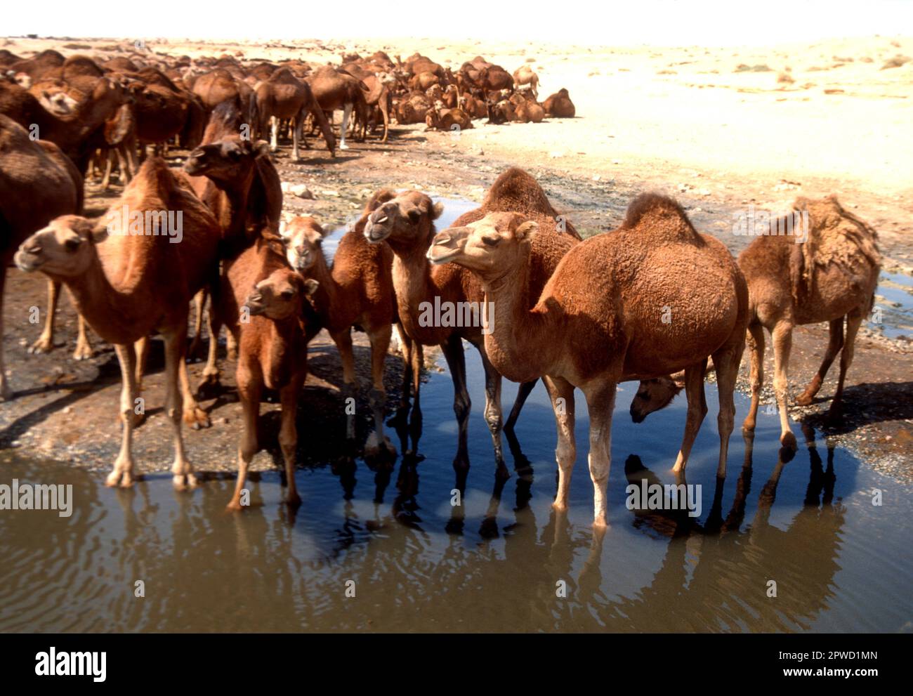 Große Kamelherde, die an einem Wüstenwasserloch im Süden Tunsias trinkt Stockfoto