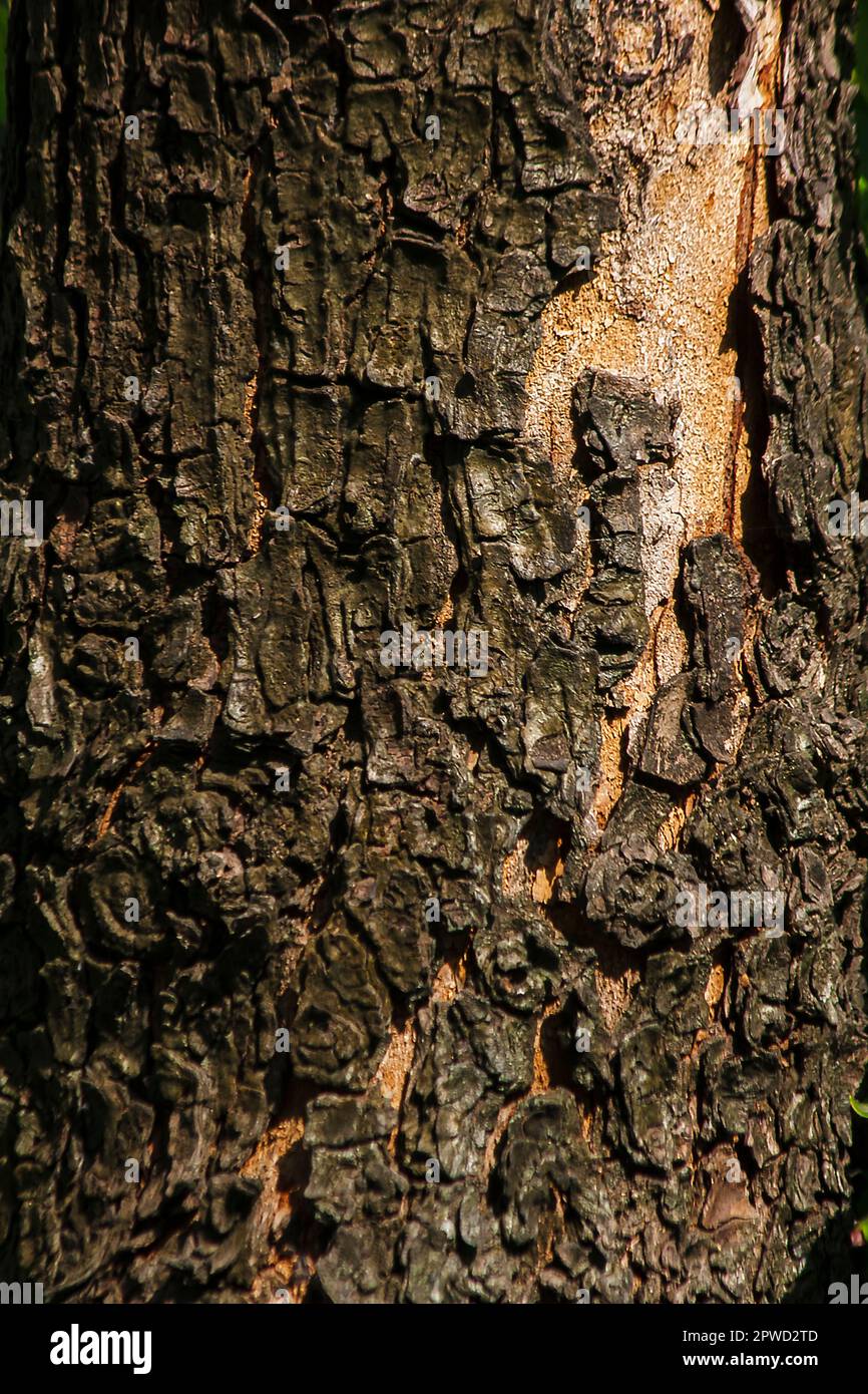 Stämme mit trockener Rinde, rauer Oberfläche, Hintergrundbild Stockfoto