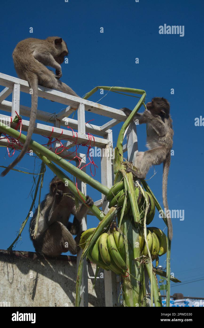 Affenfest im Phra Prang Sam Yot Tempel in Thailand. Stockfoto