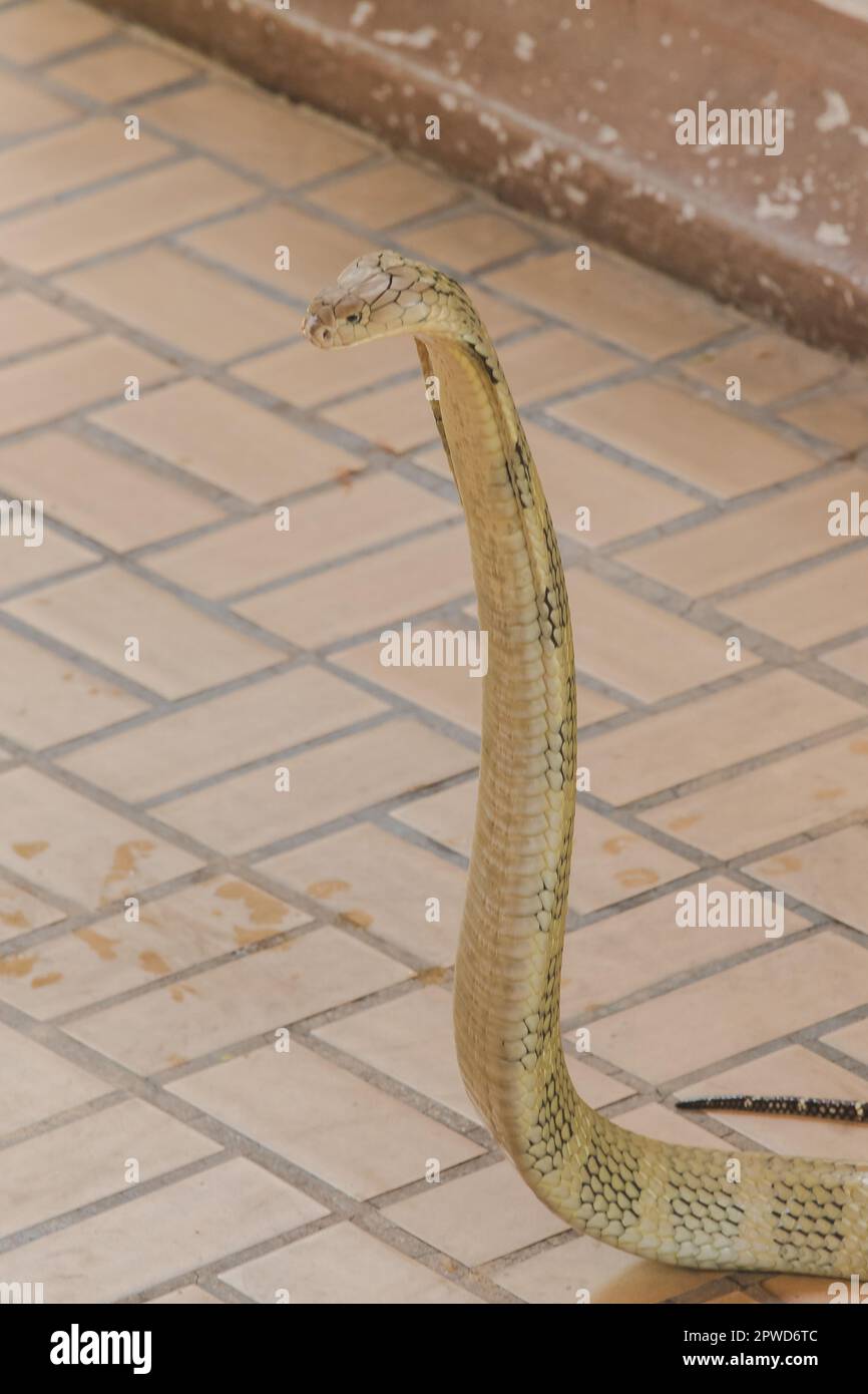 König Kobra hebt seinen Kopf. Königskobra ist die längste giftige Schlange der Welt. Stockfoto