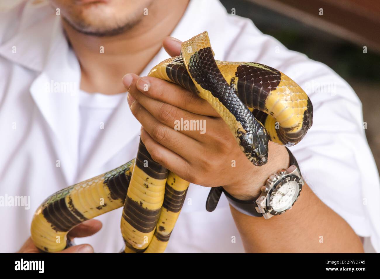 Malayan Krait ist auf der Hand eines Mannes. Eine Schlange mit schwarzen und weißen Streifen entlang der Körperlänge. Stockfoto